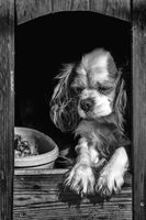 Тъга; Коментари:7