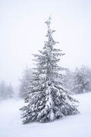 no name ( ID=2577076 ); comments:2