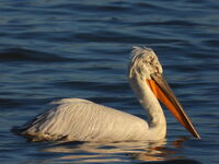 *; Коментари:1