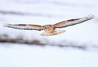 белоопашат мишелов/Buteo rufinus; Няма коментари