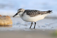 Calidris alba; Няма коментари