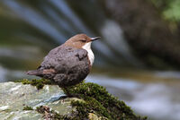 Воден кос; Няма коментари