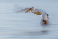 Pelican stealth; Коментари:2