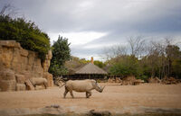 Биопарк - Валенсия, Испания; comments:4