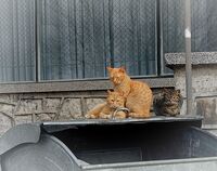 Семеен портрет; comments:3