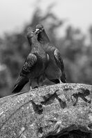 ЛЮБОВ...; comments:7