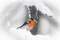 без име ( ID=2577201 ); Няма коментари