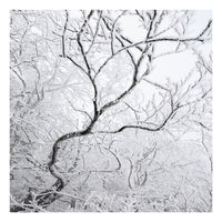 Winter forest; comments:3