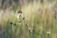 Глътка нектар; Коментари:2