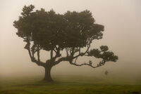 ***; Коментари:7