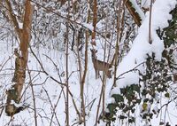 без име ( ID=2577223 ); Коментари:2