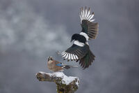 Сойка и сврака; Коментари:1