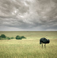 no name ( ID=2577291 ); comments:1