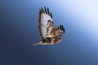 Мишеловски полет; No comments