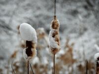 *; Коментари:3