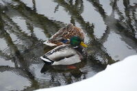 Снежна идилия; comments:7