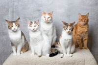 Банда без шеф; Коментари:14