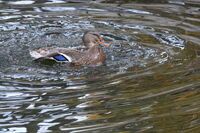 Една красива дама; comments:3