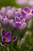 без име ( ID=2577347 ); Коментари:2