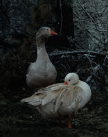 В снега; No comments