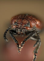 без име ( ID=2577366 ); Коментари:1