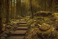 Рилска гора; Коментари:3