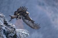 Скален орел; Коментари:9