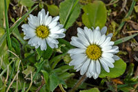 Цъфнали тревички; comments:3