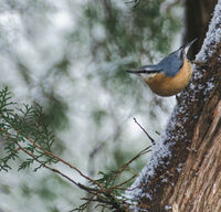 Зидарка; Коментари:1