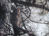 Совите не са това, което са...; comments:2