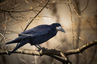 Посевна врана  (Corvus frugilegus); Коментари:1