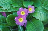 Иглика; Коментари:4