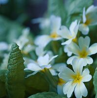 Иглика 1; comments:10