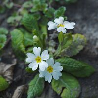 Иглика 2; Коментари:1