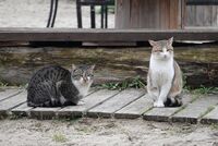 Две крайбрежни котки; comments:2