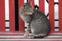 Котка №120; Коментари:4