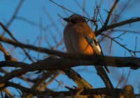 no name ( ID=2577519 ); No comments