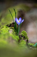 Пролет пукна във гората; Коментари:5