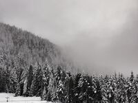 В прегръдката на мъглата; Коментари:1