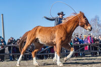 без име ( ID=2577567 ); Коментари:1