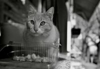 Джентълменска закуска; Няма коментари