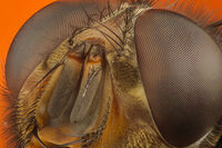 без име ( ID=2577608 ); Няма коментари