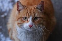 Недоверчивият поглед на дворната котка; Коментари:3