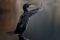 Маестро; comments:14