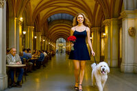 Из пасажите на Виена; Коментари:7