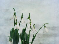 В очакване на пролетта; Коментари:3