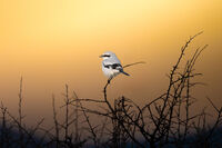 Сива сврачка; Коментари:3