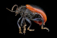 no name ( ID=2577733 ); comments:1