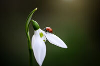 без име ( ID=2577741 ); Коментари:3