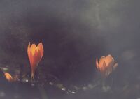 без име ( ID=2577744 ); Коментари:4